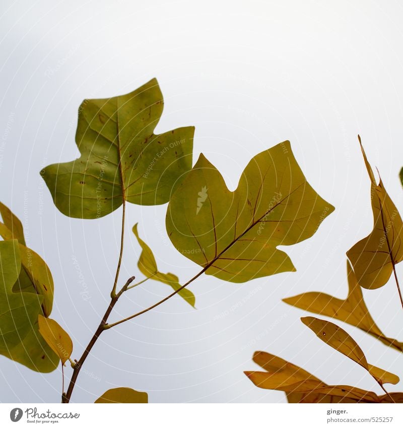 Hallo Herbst! Was geht ab? Natur Pflanze Himmel Baum Blatt braun grün Tulpenbaum geädert trüb Wolken Strukturen & Formen außergewöhnlich Japanisch viele groß