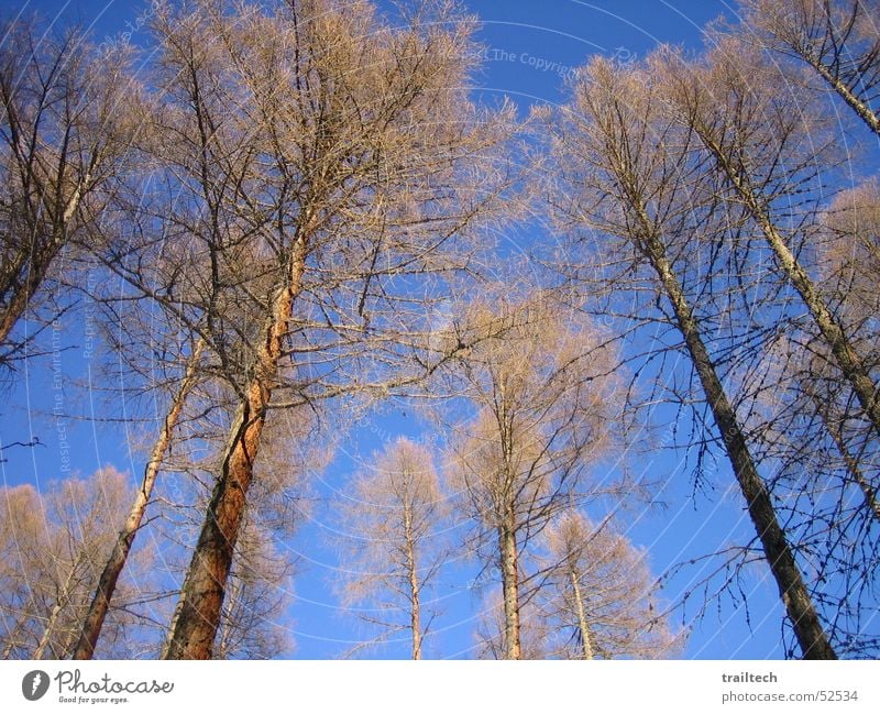 Winter Wald Licht Baum Blatt Tanne Sonne Ast Himmel