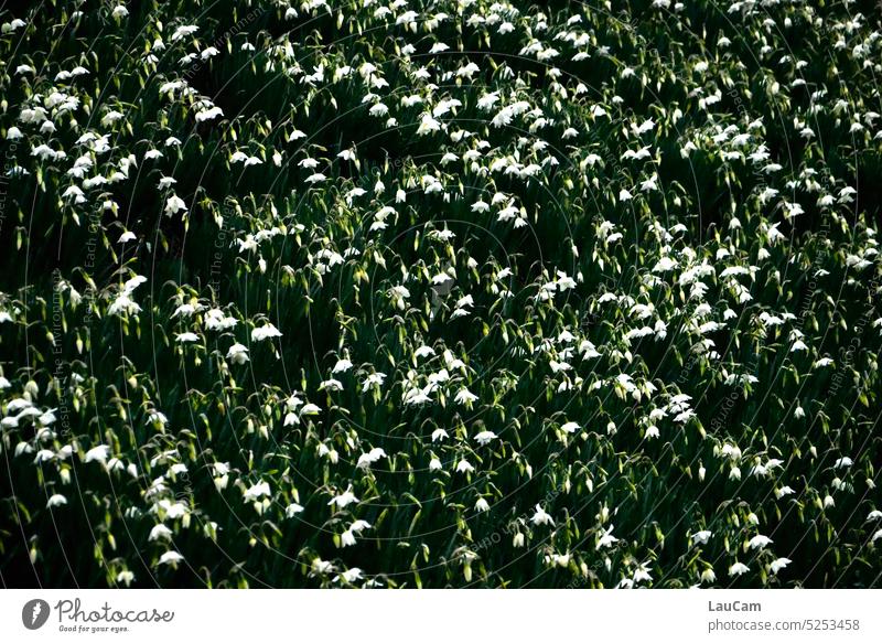 Ein Meer von Osterglocken Narzissen Blumen Blumenmeer Frühling Frühlingsgefühle Frühlingsblume viele unzählige eine Menge Frühblüher Garten Natur Blüte blühend