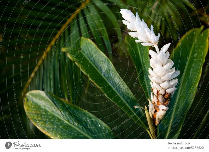 Südseepflanze. Hawaiian Flowers. Weiße Blüte Pflanzen Blumen Blätter Natur Blumen und Pflanzen natürlich Sommer Garten Nahaufnahme Blühend Frühling Umwelt