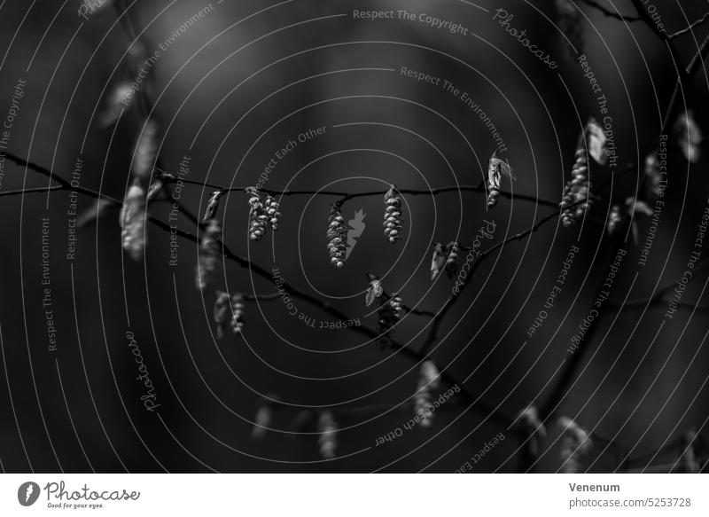 Zweige eines Erlenbaums im Frühling, mit den ersten Blättern des Jahres, geringe Schärfentiefe, unscharfes Bokeh, Schwarz-Weiß-Fotografie Baum Bäume Wald Wälder