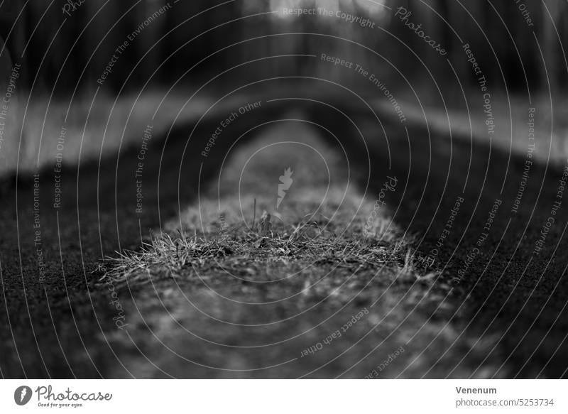 Waldweg für Forstfahrzeuge im Frühling, geringe Schärfentiefe, unscharfes Bokeh, Schwarz-Weiß-Fotografie Schneise Wälder Baum Bäume Gras Ast Niederlassungen