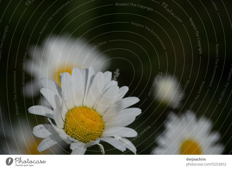 Das Gänseblümchen entblätter sich noch nicht. Es hat sich in voller Schönheit  entfaltet. Gänseblümchenblüten Blume Nahaufnahme Blühend Frühling Blüte Natur