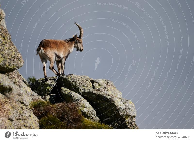 Wildziege zwischen Felsen stehend Berge u. Gebirge Ziege felsig Berghang rau Hügel Tier Natur Umwelt Pflanzenfresser sierra de guadarrama Madrid Spanien Europa