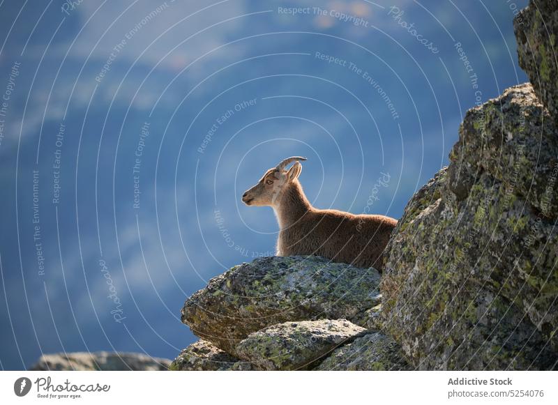 Wildziege zwischen Felsen stehend Berge u. Gebirge Ziege felsig Berghang rau Hügel Tier Natur Umwelt Pflanzenfresser sierra de guadarrama Madrid Spanien Europa