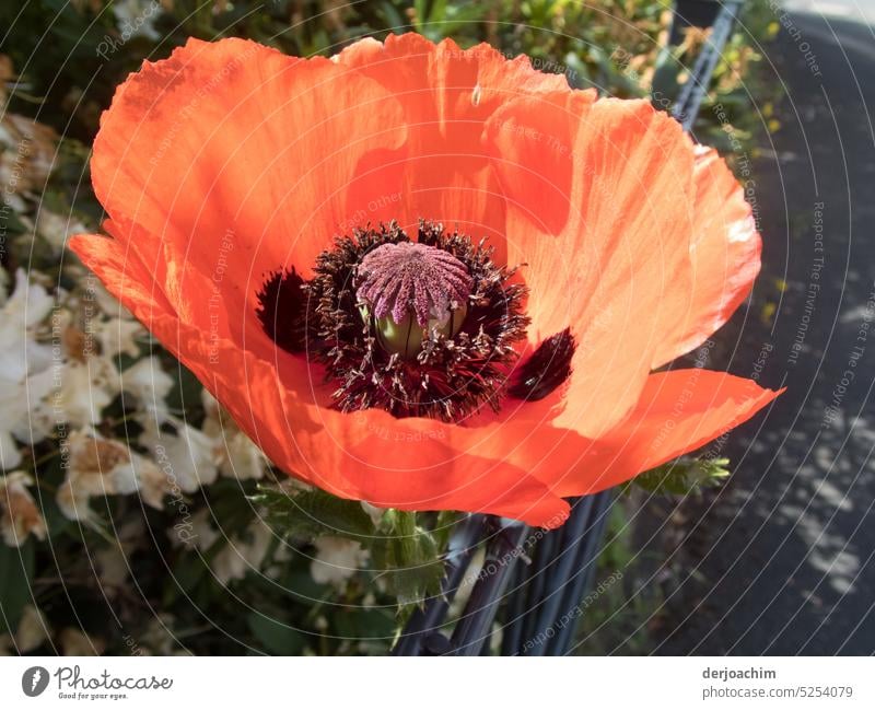 Die Mohnblume enfaltet sich und zeigt all ihre Pracht und Schönheit. ( Mohn - tag ) Mohnblüte Sommer Pflanze Natur Außenaufnahme roter mohn Blüte Farbfoto Blume