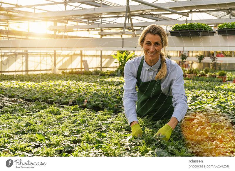 Frau als Floristin, die sich um Blumen und Pflanzen im Gartencenter kümmert Topf Gewächshaus pflücken weiß purpur Frühling geblümt Schönheit grün Blüte Flora