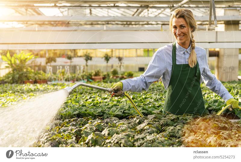 Gärtner, der die Blumen mit Wasser aus der Gärtnerei oder dem Gartencenter gießt blond Schürze Beruf Frühling geblümt Schönheit grün Saatgut Blüte Flora primula