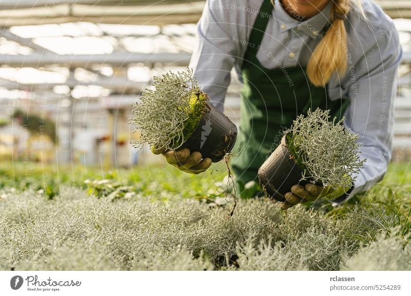 Gärtner mit Blumen zum Umpflanzen oder für eine Bestellung im Gartencenter Topf Gewächshaus pflücken weiß purpur Frühling geblümt Schönheit grün Blüte Flora