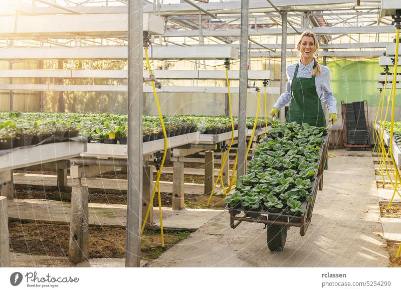 Gärtnerin trägt Blumen in einem Wagen mit Paletten junger Primelblumen in der Gärtnerei oder im Gartencenter Handwagen Frühling geblümt Schönheit grün Saatgut