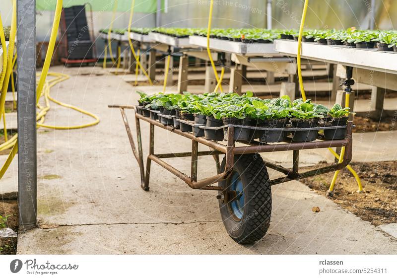 Wagen mit Paletten mit jungen Primelblüten aus der Gärtnerei oder dem Gartencenter Zucht Weg Reifen Arbeiter Kinderzimmer Blume Frühling geblümt Schönheit grün