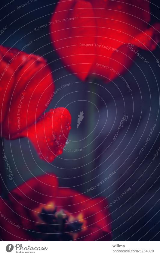 Farbpoesie (oder drei Tulpen mit Tautropfen) rot Tulpenblüte blühend Ästhetik Schönheit Blume Frühlingsblume Mai Blütezeit rote Tulpen Zwiebelblume Blüten