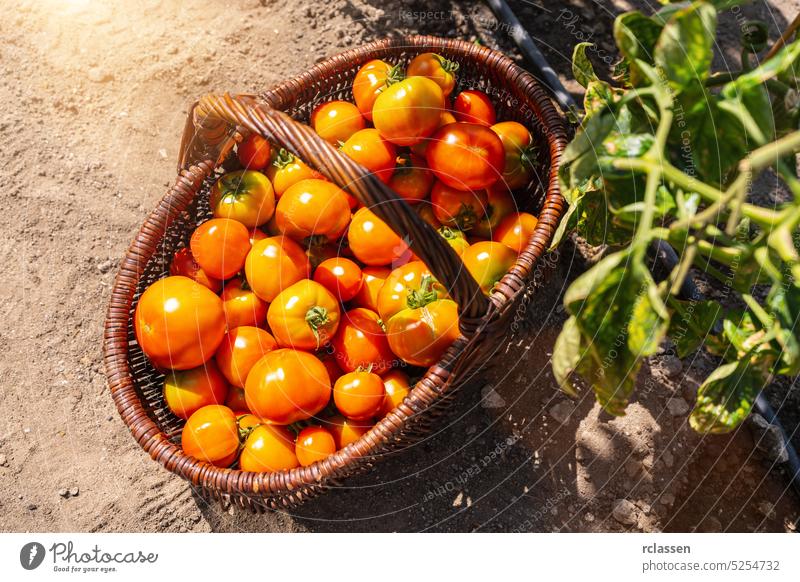 Tomaten in Körben im Gewächshaus. Ernte von Tomaten in einem Gewächshaus. Gesunde Lebensmittelproduktion Konzept Bild Korb Fleischtomate Garten gelb Bauernhof