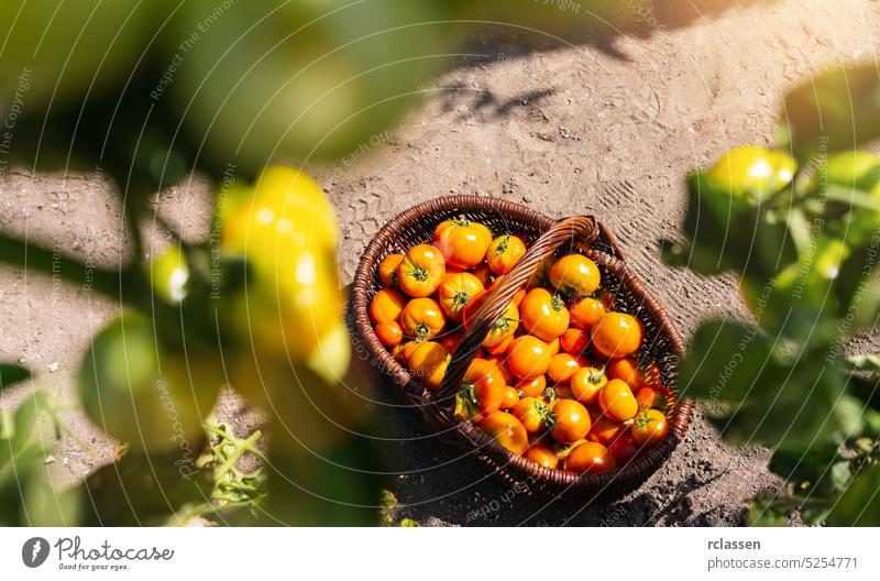 Verschiedene Tomaten in einem Körbchen im Gewächshaus. Ernte von Tomaten in einem Gewächshaus. Gesunde Lebensmittelproduktion Konzept Bild Korb Fleischtomate