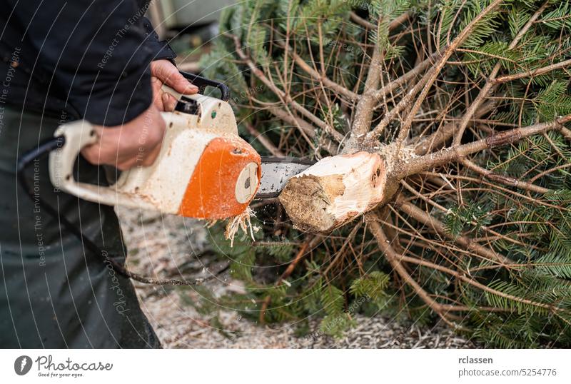 Arbeiter formt auf einem Weihnachtsmarkt eine frisch ausgesuchte Tanne oder einen Weihnachtsbaum mit einer Kettensäge geschnitten Regenhose Tradition Handschuhe