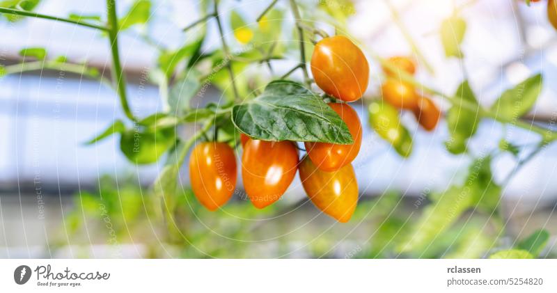 Schöne rote reife kleine Tomaten im Gewächshaus. Leckere rote Tomaten, die an der Rebe einer Tomatenpflanze hängen Sommer Landwirt Garten grün Bauernhof