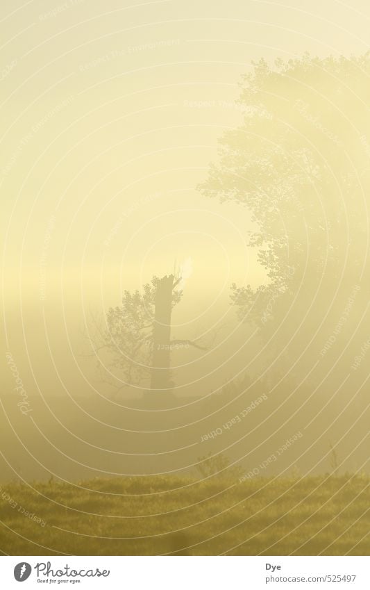 foggy Landschaft Nebel Wildpflanze Feld kalt Stimmung ruhig Reinlichkeit Sauberkeit Morgendämmerung Morgennebel Baumstamm Baumkrone Dämmerung unklar geschlossen