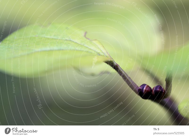 Blatt Umwelt Natur Pflanze ästhetisch nah grün Zufriedenheit schön harmonisch Wald Farbfoto Außenaufnahme Makroaufnahme Textfreiraum unten