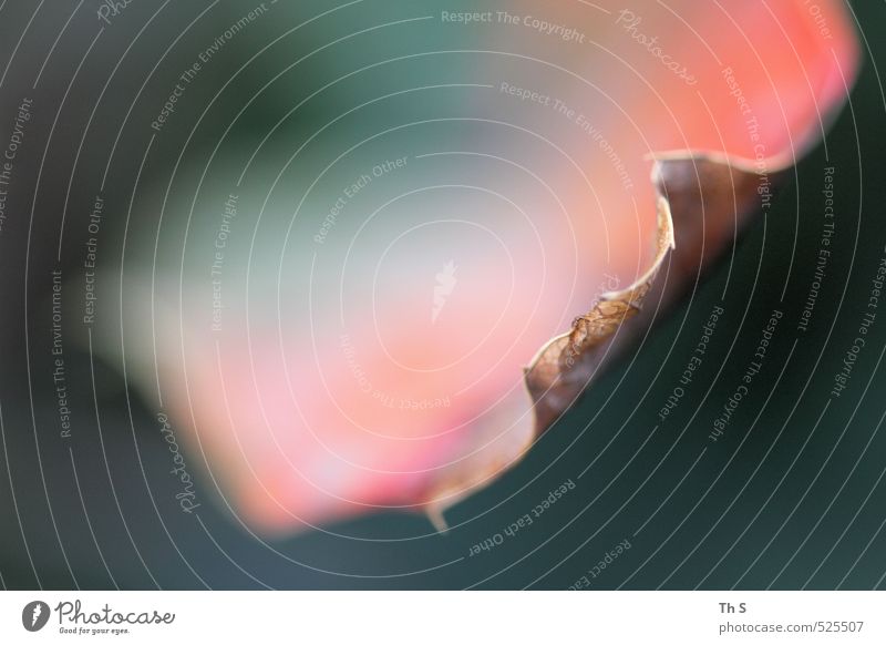 Blatt Umwelt Natur Pflanze ästhetisch Herbst harmonisch Farbfoto Makroaufnahme