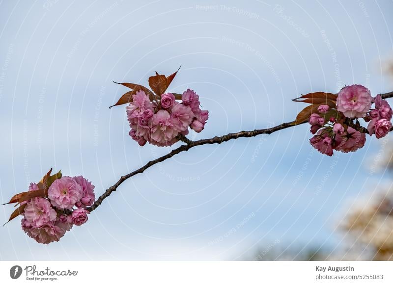 Kirschbaumblüte Kirschblüten Ast Flora Botanik Baum Zweig Blütezeit Frühling kirschbaumblüten Botanisch Köln Park Frühjahr Jahreszeit Lilablüte Rosablüte