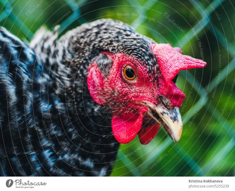 Schöne Super Nahaufnahme Porträt von Huhn auf dem heimischen Bauernhof. Viehzucht, Hauswirtschaft, ökologische Landwirtschaft Konzept. Huhn mit roter Jakobsmuschel schaut in die Kamera