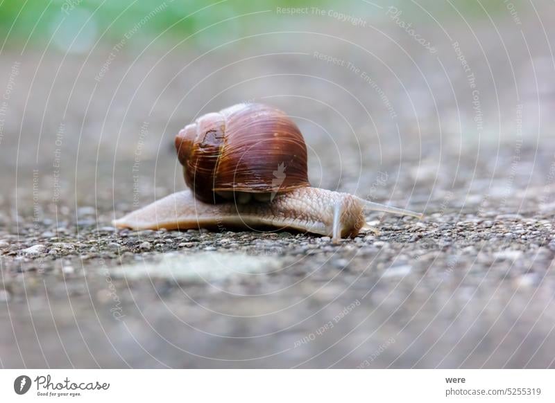 Eine Schnecke kriecht an einem Frühlingsmorgen in Siebenbrunn bei Augsburg, Deutschland, von links nach rechts über den Boden Helicidae Meringer Au Mollusken