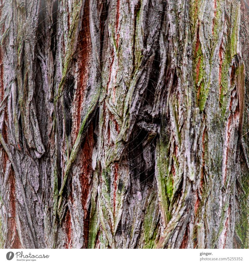 Baumrinde mehrfarbig. zerfurcht Natur grün grau braun faserig Außenaufnahme Menschenleer Farbfoto Baumstamm Pflanze Umwelt natürlich Holz Nahaufnahme