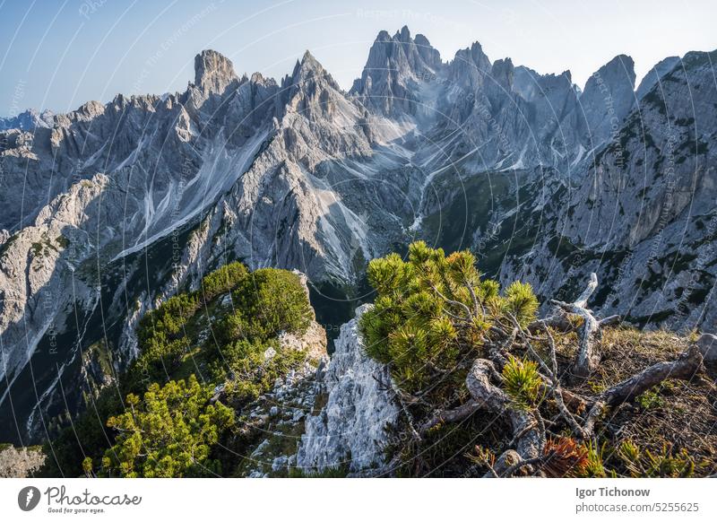 Ein atemberaubender Blick auf den Berg Cadini di Misurina in den italienischen Alpen, Dolomiten. Latschenkiefer im Vordergrund Berge u. Gebirge Sonnenuntergang