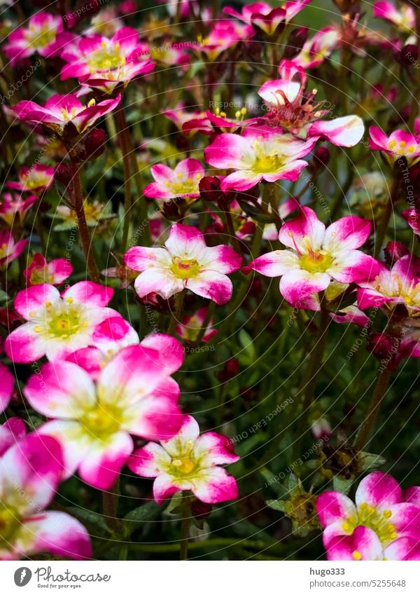 Steinbrech 2 steinbrech Steinbrechgewächse Natur Außenaufnahme Farbfoto Pflanze Blume Nahaufnahme Blüte Garten Blühend Detailaufnahme Sommer Frühling