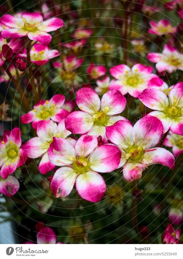 Steinbrech steinbrech Steinbrechgewächse Natur Außenaufnahme Farbfoto Pflanze Blume Nahaufnahme Blüte Garten Blühend Detailaufnahme Sommer Frühling Blütenblatt