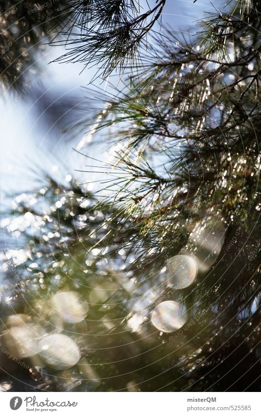 French Style XXII Kunst ästhetisch Zufriedenheit Nadel Nadelbaum Fichte Natur grün Nadelwald Wald Farbfoto Außenaufnahme Detailaufnahme Experiment Menschenleer