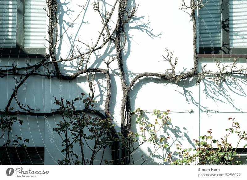 Kletterpflanze im Halbschatten Begrünung Schatten Sonnenlicht Fassade Wohnklima Raumklima Klimatisierung Gebäude Lebensqualität Ausbreitung Wachstum Fläche Wand