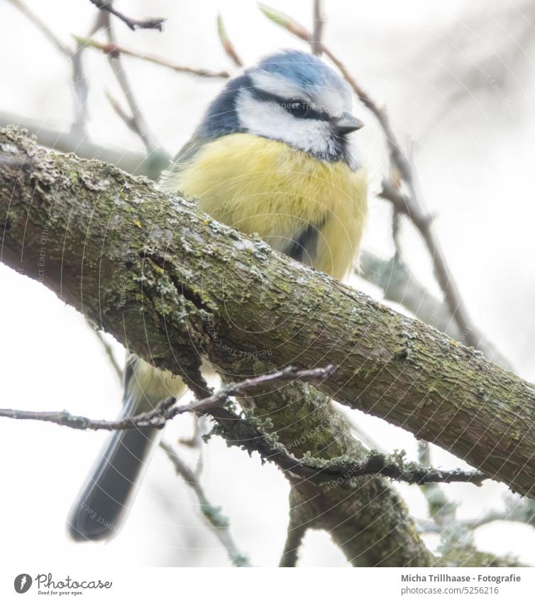 Blaumeise im Baum Cyanistes caeruleus Meisen Tiergesicht Kopf Auge Schnabel gefiedert Flügel Feder Krallen Vogel Wildtier Tierporträt Ganzkörperaufnahme Natur