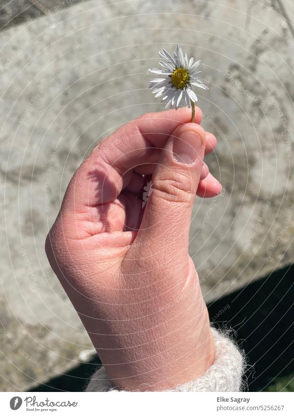 Eine kleine Blume für Dich... Gänseblümchen Natur Nahaufnahme Blüte weiß Frühling Farbfoto gelb Blühend Schwache Tiefenschärfe