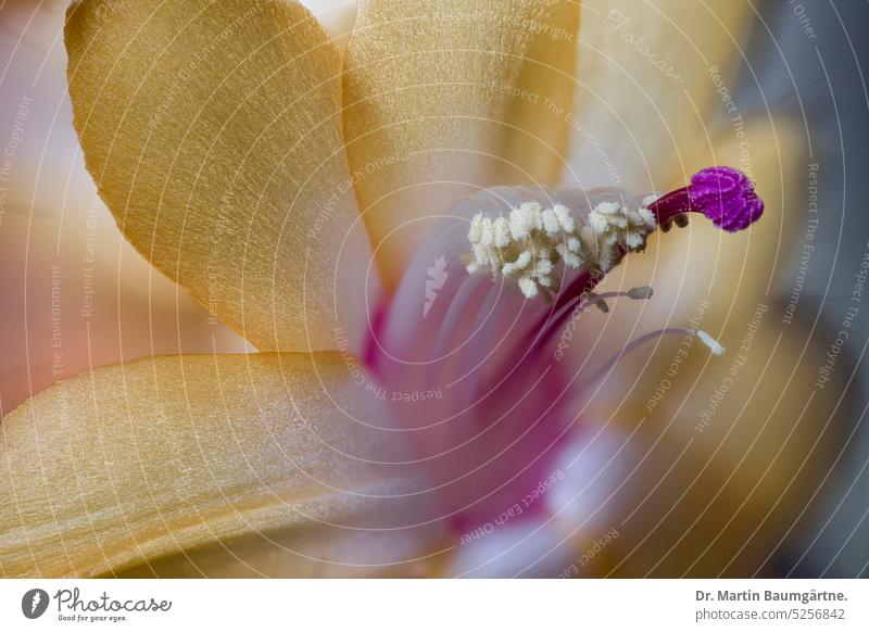 Schlumbergera, Weihnachtskaktus, Blüte Nahaufnahme Epiphyt Stempel Narbe Staubblätter Gliederkaktus aus Brasilien Kaktusgewächse Cactaceae