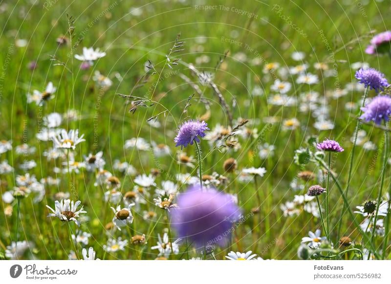 Sommerwiese mit Blumen Gras sonnig Textfreiraum Landschaft Blüte Tag Gänseblümchen Hintergrund Gräser Pflanze farbenfroh außerhalb Sommerzeit weiß purpur grün