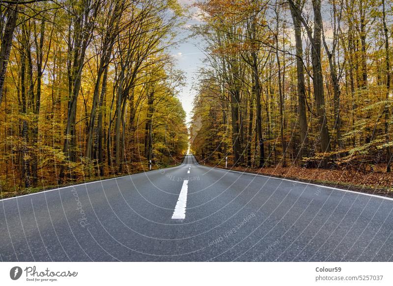 Immer vorwärts im Freien Landschaft Hintergrund Reiten Sommer Asphalt Wald grün natürlich Natur Baum Weg schön Umwelt Ansicht Straße Holz ländlich malerisch