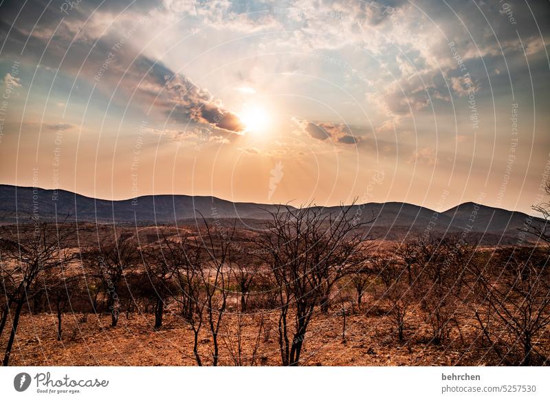 kaokoveld Sonnenuntergang Abend Abenddämmerung Sträucher opuwo fantastisch romantisch Idylle Fernweh Sonnenlicht Natur Sehnsucht reisen Namibia Freiheit