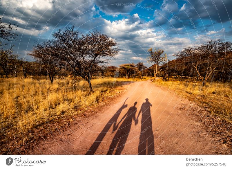 weggefährten Waterberg Wärme Baum Außenaufnahme Afrika Namibia Landschaft Ferne Fernweh Ferien & Urlaub & Reisen Sonnenlicht Abenddämmerung traumhaft besonders