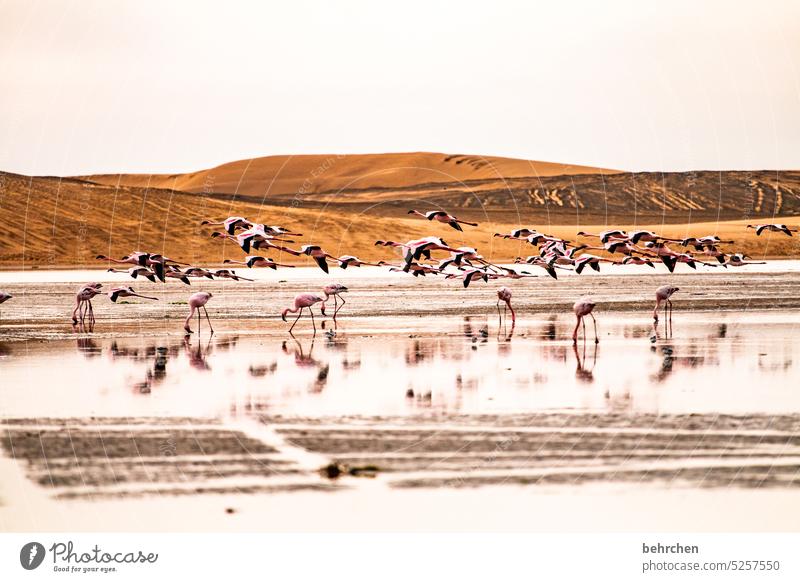 von freiheit getragen Spiegelung im Wasser elegant sandwich harbour sanddüne Dünen Swakopmund besonders Walvisbay beeindruckend Himmel Abenteuer Landschaft