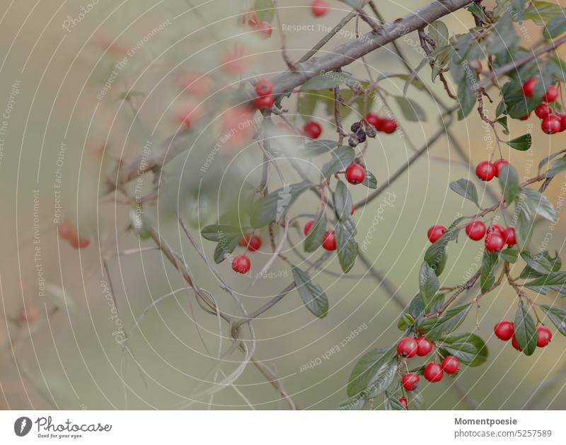 Zaunbeeren Hintergrund Beere Beeren Rot Giftig Grün Natur Pflanze grün frisch Sommer Garten natürlich rot Gesundheit verträumt schön zart pastell sanft sensibel