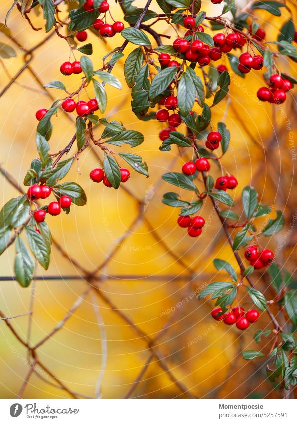 Zaun mit Beeren rot giftig Maschendrahtzaun gelb Menschenleer Garten Pflanzen Pflanzenpflege Natur Außenaufnahme Tag Farbfoto Detailaufnahme Drahtzaun