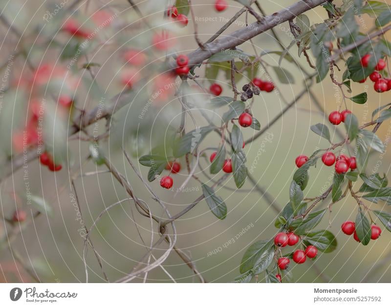 Am Zaun Garten Gartenzaun Natur rot rund schön Frieden Außenaufnahme Farbfoto grün Maschendrahtzaun Beeren Beerensträucher Beerenfrucht giftig Umwelt Blatt