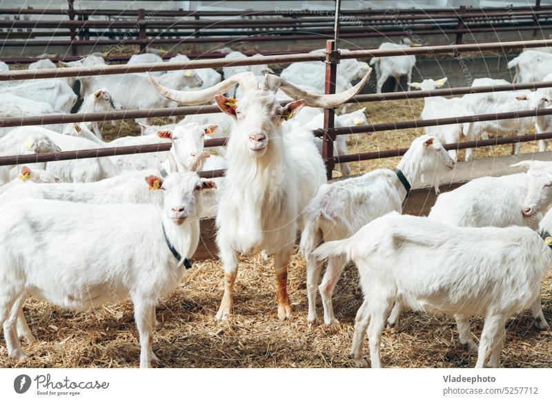 Dominanter Ziegenbock mit großen Hörnern, umgeben von Ziegenweibchen in einem Dachschuppen auf einem industriellen Milchviehbetrieb männlich Bauernhof Dominator