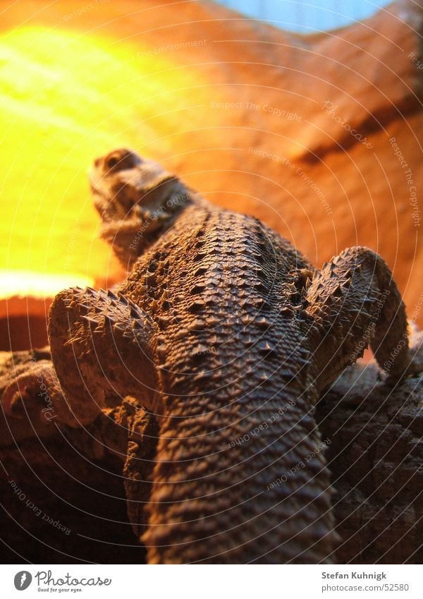 backspine Bart-Agame pogona Reptil gelb orange blau braun Noppe Tier Beine Klettern ruhig Baum Ast Pappmasché Australien Schuppenkriechtier Echsen Terrarium