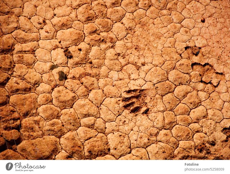 In dem getrocknetem Tonmatsch hat ein Waschbär seinen Fotenabdruck hinterlassen. Erde trocken ausgetrocknet Dürre Umwelt Boden Klima Riss Oberfläche trocknen