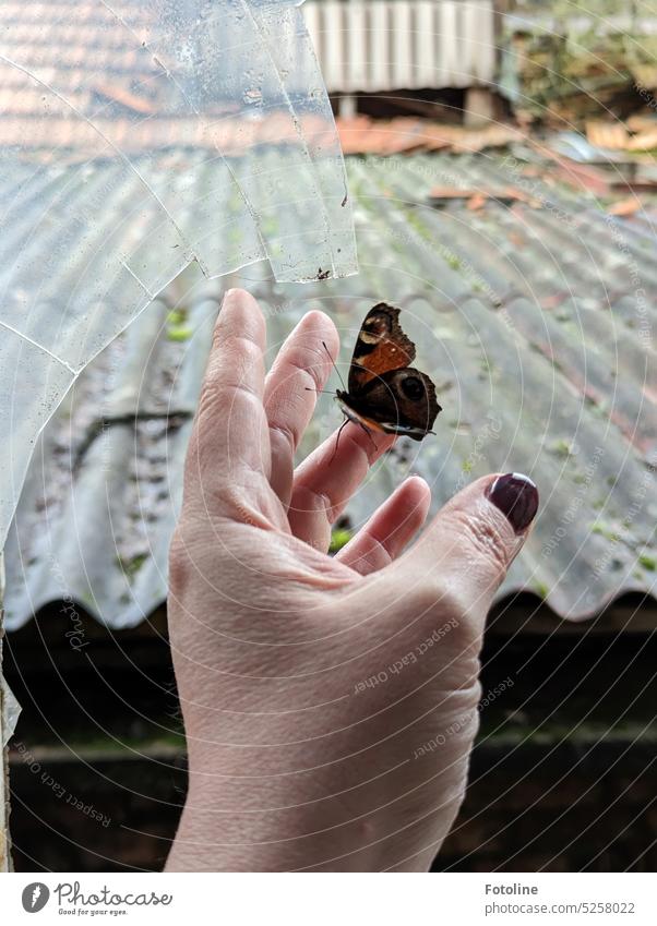 Dieses Tagpfauenauge hat in einem Lost Place überwintert. Nur den Ausgang konnte es nicht mehr finden. Ich nahm den Schmetterling vorsichtig auf meine Hand und setzte ihn durch eine zerbrochene Fensterscheibe nach draußen in die Freiheit.