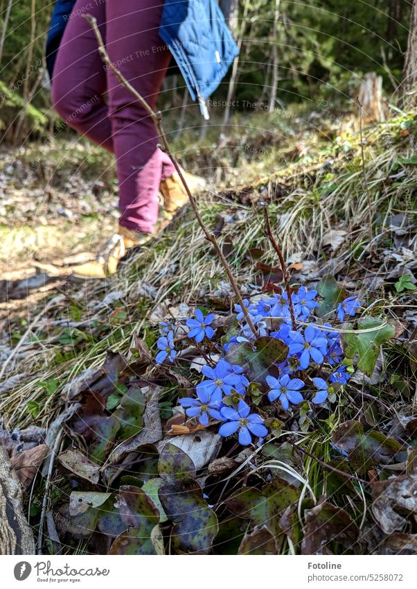 Am Wegrand stehen Leberblümchen in voller Blüte. Um sie herum ist alles noch vom Winter gezeichnet. Zaghaft setzt sich das Grün des Frühlings durch. Im Hintergrund wandert ein junges Mädchen tapfer durch die Natur.