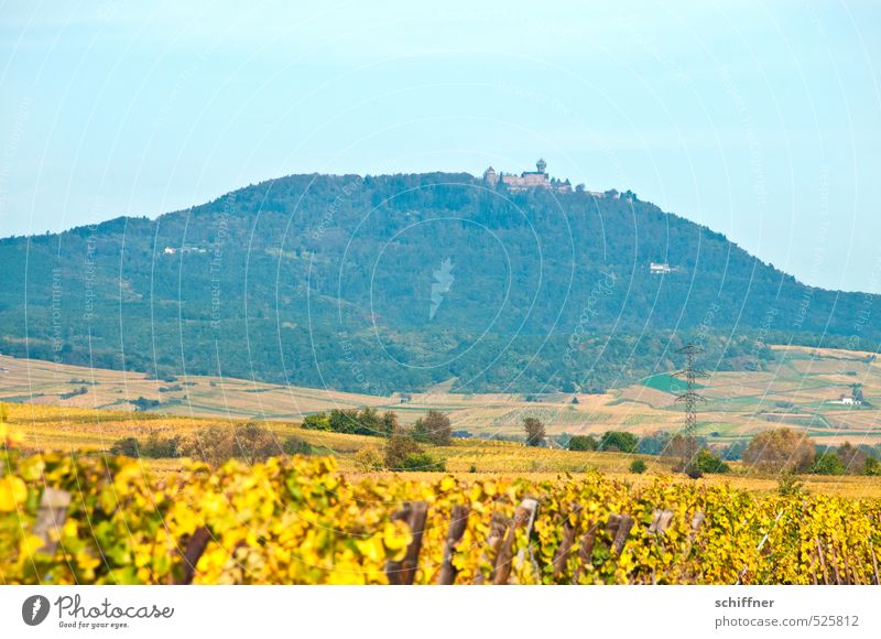 Château du Haut-Kœnigsbourg Landschaft Himmel Herbst Pflanze Baum Feld Wald Hügel Berge u. Gebirge Klischee blau gelb Burg oder Schloss Vogesen erhaben