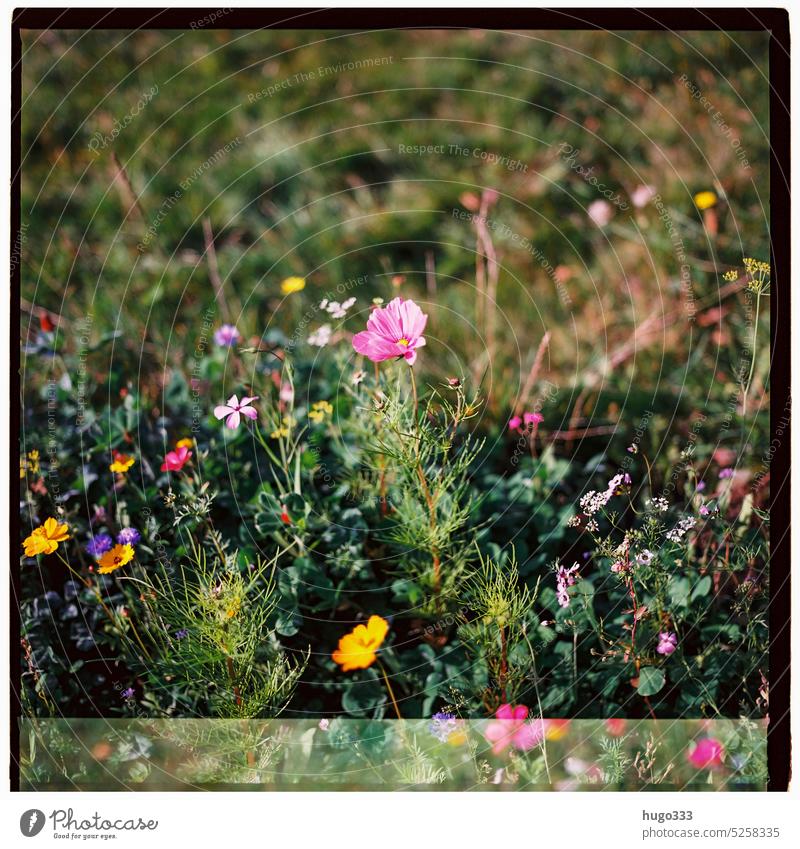 Blumen Doppelbelichtung 2 Natur Wildpflanze Blühend Blüte Garten Frühlingsgefühle Sommer hasselblad Mittelformat Film analog 6x6 120 Rollfilm Pflanze Farbfoto